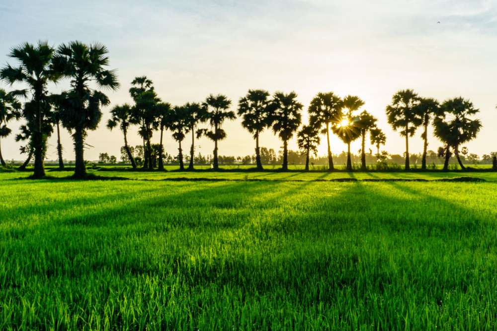 Les rizières bordées de palmiers à Chau Doc